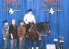 Alisha Hoke-White of Eastland Texas captured the Novice championship title during the Inaugural Cow-Horse boxing class at the 2014 Zoetis AQHA Cattle Novice Championship on in Oklahoma City, Oklahoma.