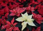 The beautiful poinsettia stands as a decoration on its own.